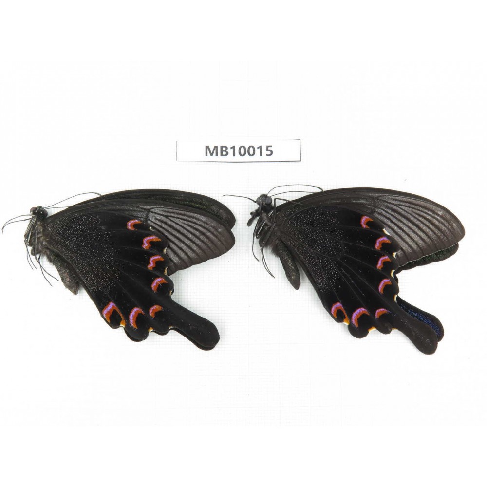 Papilio bianor ssp. China, W of Sichuan, Ganzi, Baoxing county. 2M. MB10015.