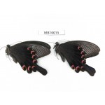 Papilio bianor ssp. China, W of Sichuan, Ganzi, Baoxing county. 2M. MB10015.