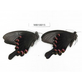 Papilio bianor ssp. China, W of Sichuan, Ganzi, Baoxing county. 2M. MB10015.