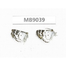 Day flying moths sp. China, Tibet, Qamdo area, Gongjue county. 2Pcs. MB9039.