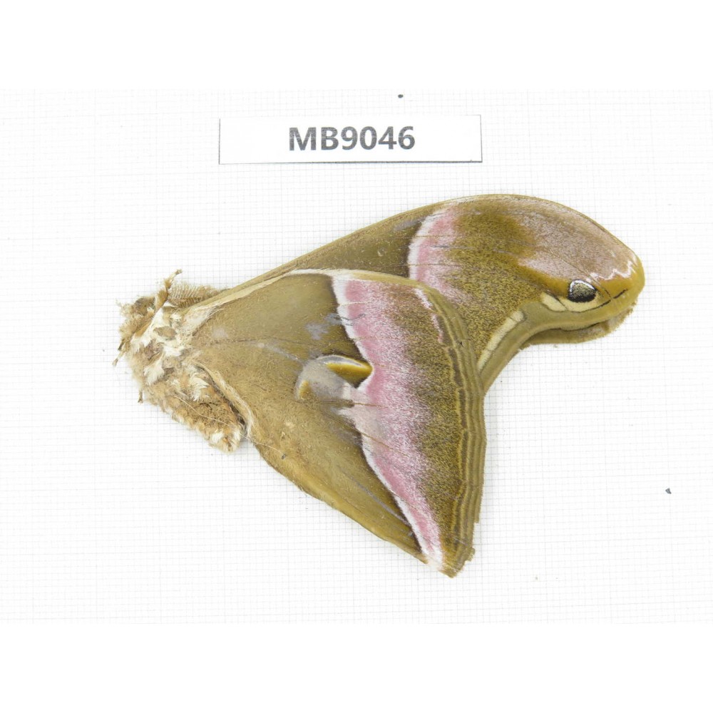 Saturniidae sp. China, Tibet, Linzhi, Bomi county. 1M. MB9046.
