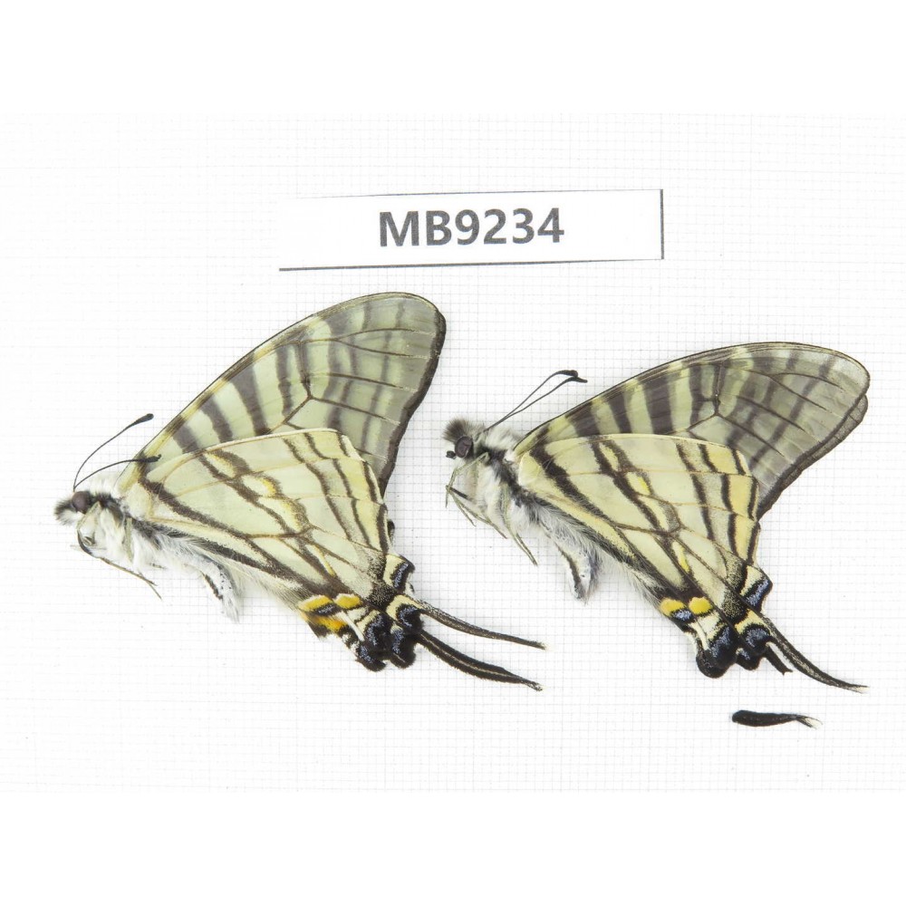 Pazala eurous ssp. China, W Sichuan, Ganzi area, S Slope of Mt.Gonggashan. 2M.MB9234.