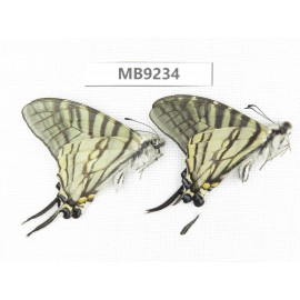 Pazala eurous ssp. China, W Sichuan, Ganzi area, S Slope of Mt.Gonggashan. 2M.MB9234.