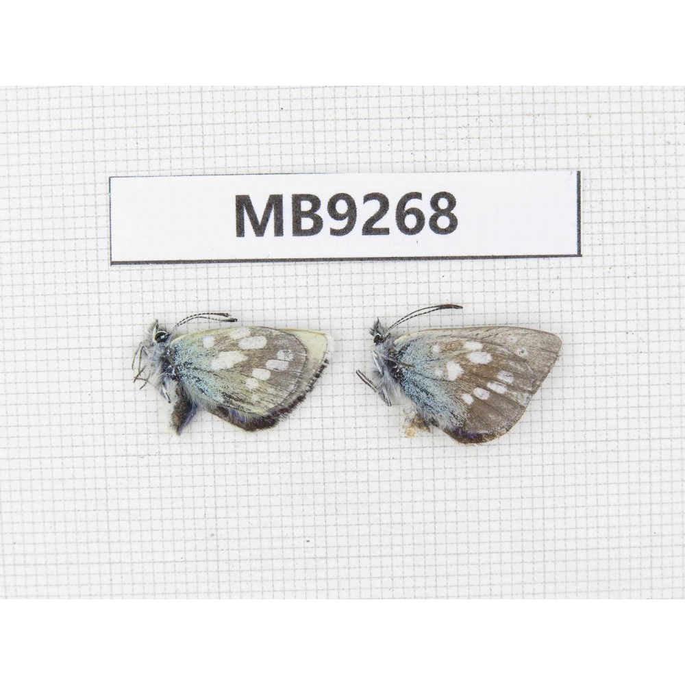 Albulina orbitula. China, Qinghai, Xunhua county, Mt.Dalijiashan. 2M. MB9268.
