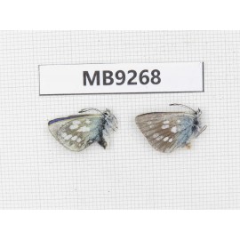 Albulina orbitula. China, Qinghai, Xunhua county, Mt.Dalijiashan. 2M. MB9268.