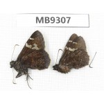 Lobocla bifasciata. China,  Yunnan, Xiangerila, Mt.Baimaxueshan. 2M. MB9307.