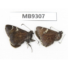 Lobocla bifasciata. China,  Yunnan, Xiangerila, Mt.Baimaxueshan. 2M. MB9307.