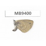 Caerulea coelestis. China, Yunnan, Xiangerila, Weixi county. 1F. MB9400.