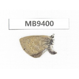 Caerulea coelestis. China, Yunnan, Xiangerila, Weixi county. 1F. MB9400.