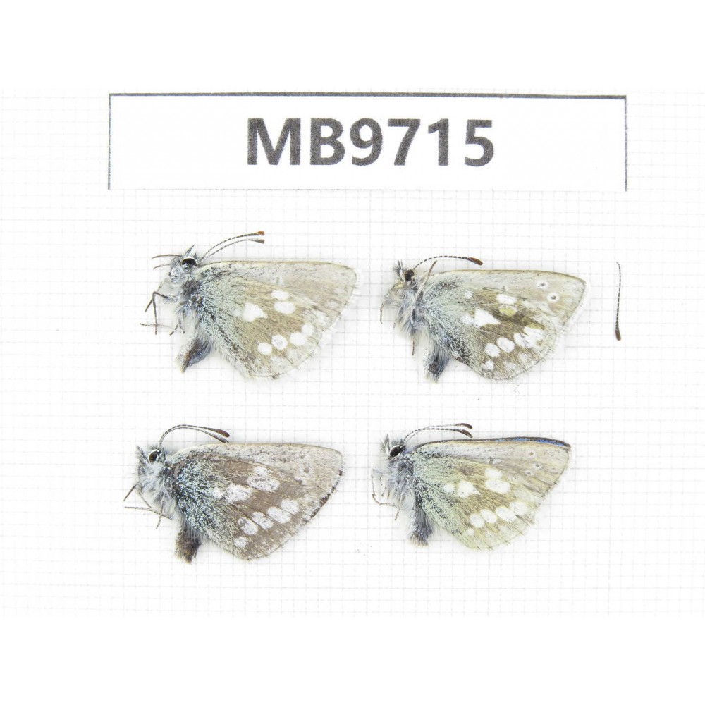 Albulina orbitula. China, Qinghai, Haixi, E of Delingha. 4M. MB9715.