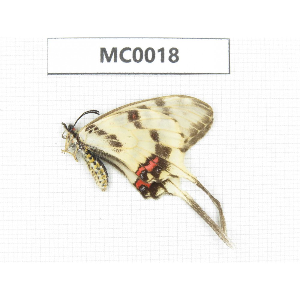 Sericinus montelus ssp. China, S of Henan, Xinyang. 1M. MC0018.