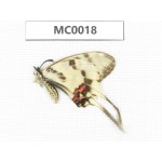 Sericinus montelus ssp. China, S of Henan, Xinyang. 1M. MC0018.