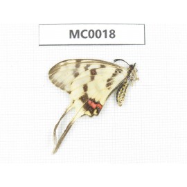 Sericinus montelus ssp. China, S of Henan, Xinyang. 1M. MC0018.