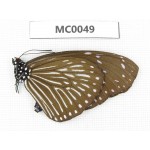 Euploea mulciber. China, SW of Yunnan, Dehong, Longchuan county. 1F. MC0049.