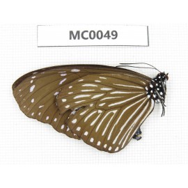 Euploea mulciber. China, SW of Yunnan, Dehong, Longchuan county. 1F. MC0049.
