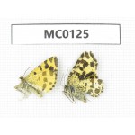 Day flying moths sp. China,  Xinjiang, Aletai area, Buerjin county. 2Pcs. MC0125.