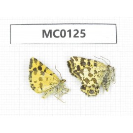 Day flying moths sp. China,  Xinjiang, Aletai area, Buerjin county. 2Pcs. MC0125.