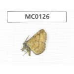 Day flying moths sp. China,  Xinjiang, Aletai area, Buerjin county. 1Pcs. MC0126.