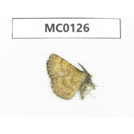 Day flying moths sp. China,  Xinjiang, Aletai area, Buerjin county. 1Pcs. MC0126.
