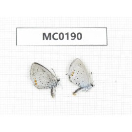 Everes argiades. China, NW of Yunnan, Xiangerila area, S of Weixi county. 2M. MC0190.