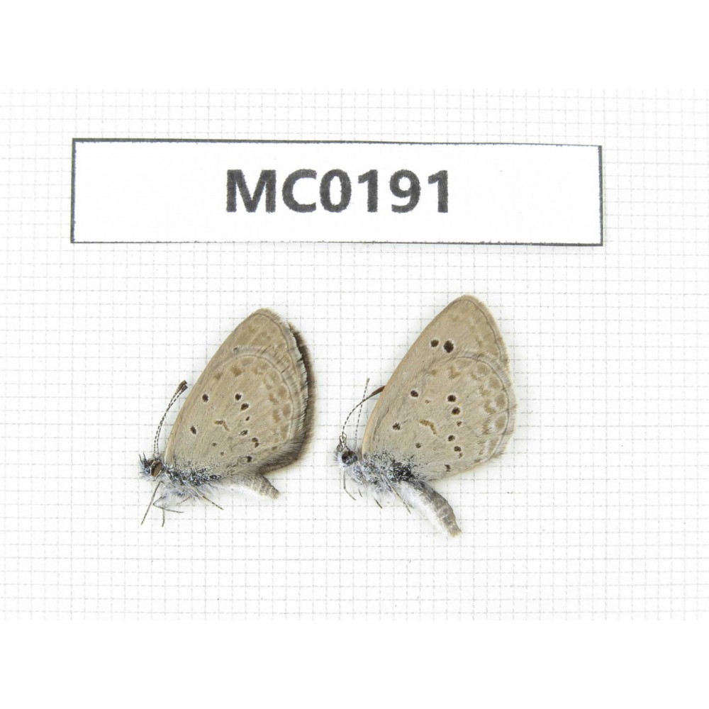 Zizina emelina. China, NW of Yunnan, Xiangerila area, S of Weixi county. 2M. MC0191.