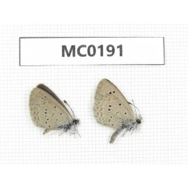 Zizina emelina. China, NW of Yunnan, Xiangerila area, S of Weixi county. 2M. MC0191.
