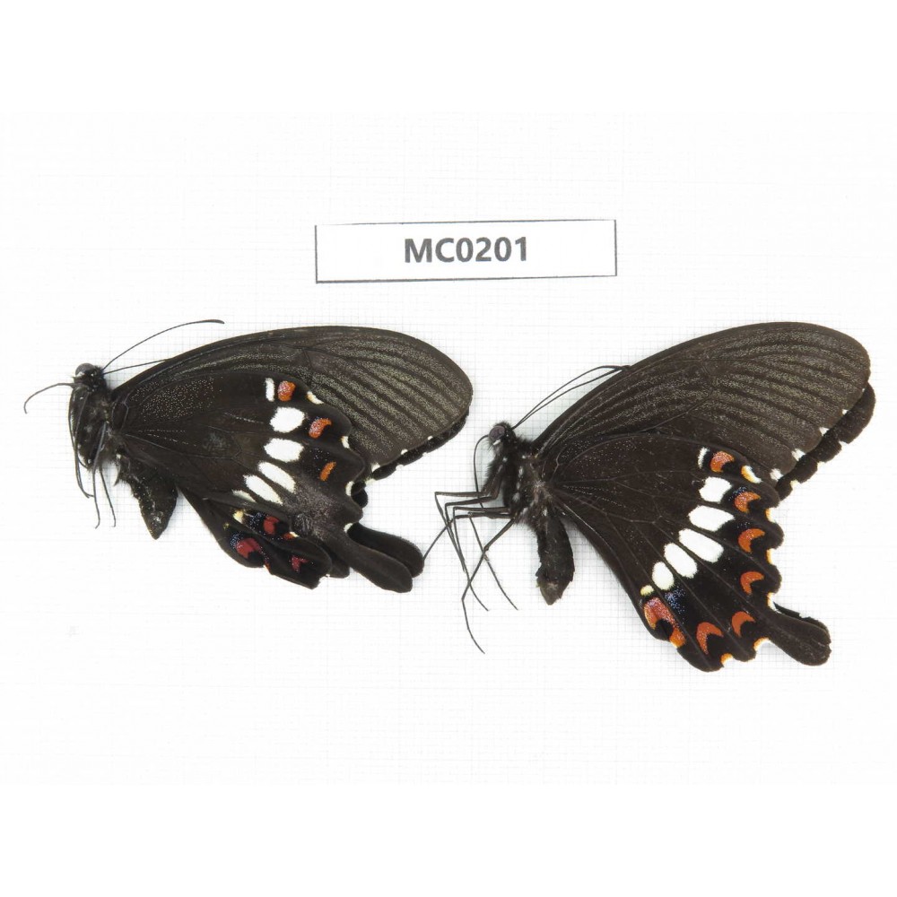 Papilio polytes ssp. China, W of Sichuan, Ganzi area, South slope of Mt.Gonggashan. 2M. MC0201.