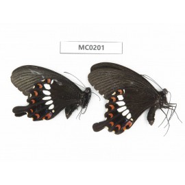 Papilio polytes ssp. China, W of Sichuan, Ganzi area, South slope of Mt.Gonggashan. 2M. MC0201.
