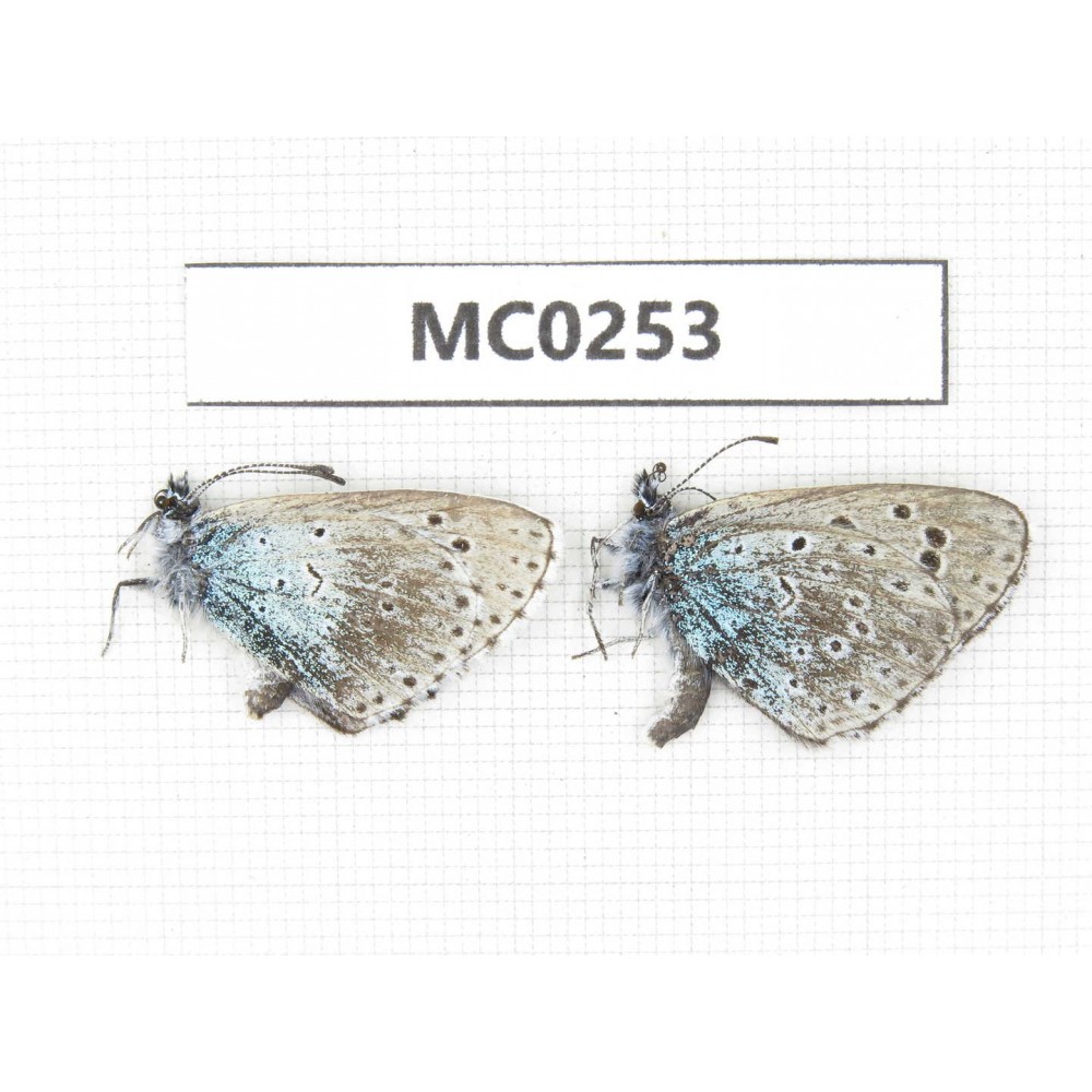 Maculinea arion. China, Qinghai, Xunhua county, Mt.Dalijiashan. 2M. MC0253.