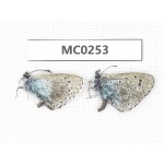 Maculinea arion. China, Qinghai, Xunhua county, Mt.Dalijiashan. 2M. MC0253.