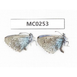 Maculinea arion. China, Qinghai, Xunhua county, Mt.Dalijiashan. 2M. MC0253.