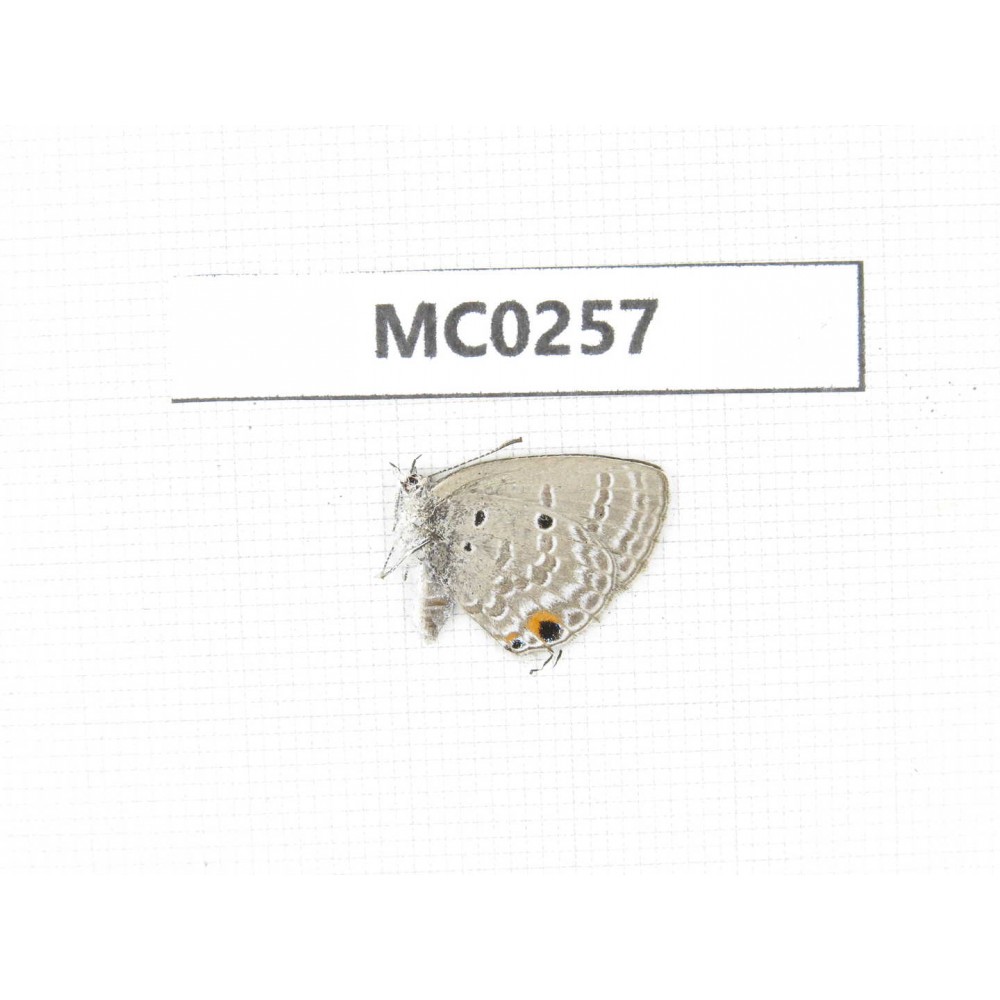 Lycanidae sp. China, Guangxi, Longzhou county.1M. MC0257.