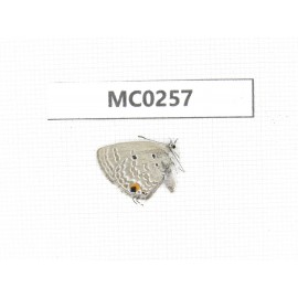 Lycanidae sp. China, Guangxi, Longzhou county.1M. MC0257.