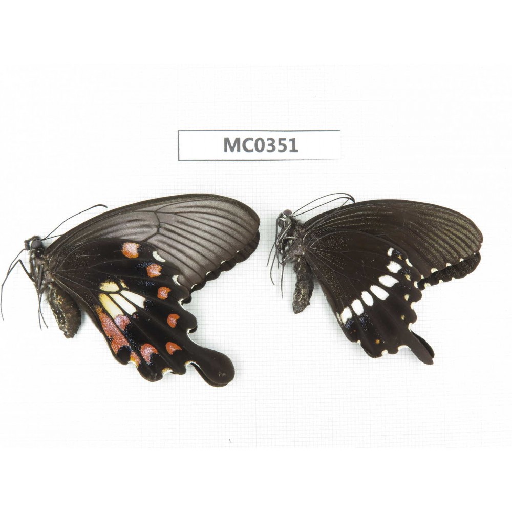 Papilio polytes ssp. China, Anhui, Hefei. 1P. MC0351.