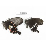 Papilio polytes ssp. China, Anhui, Hefei. 1P. MC0351.