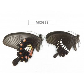 Papilio polytes ssp. China, Anhui, Hefei. 1P. MC0351.