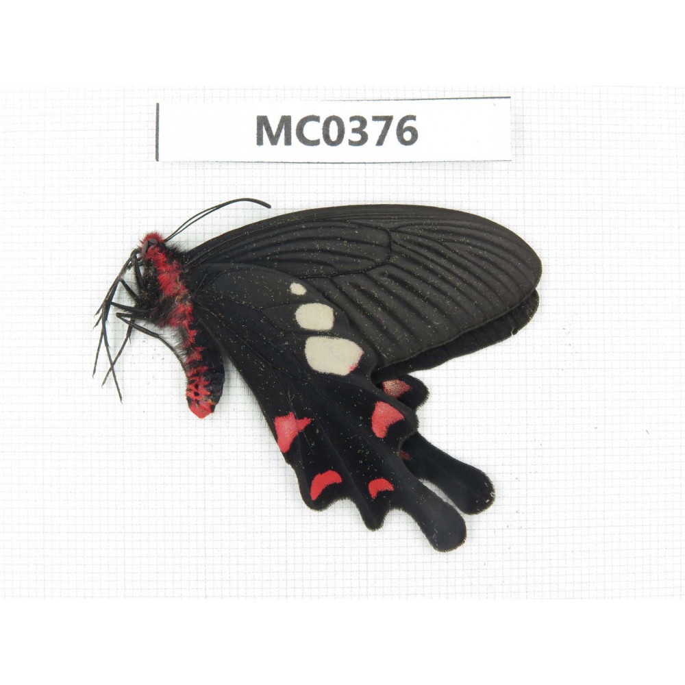 Byasa hedistus. China, Yunnan, Dali, C of Mt.Cangshan. 1M. MC0376.