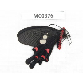 Byasa hedistus. China, Yunnan, Dali, C of Mt.Cangshan. 1M. MC0376.