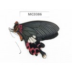 Papilio boots ssp. China, SW of Yunnan, Dehong, Yingjiang county. 1M. MC0386.