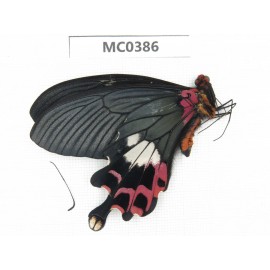 Papilio boots ssp. China, SW of Yunnan, Dehong, Yingjiang county. 1M. MC0386.