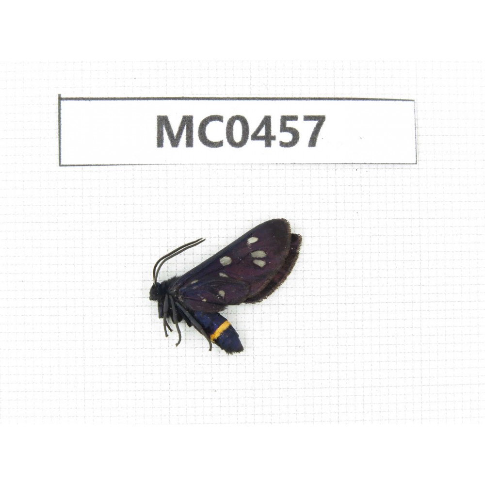 Day flying moths sp. China, Shandong, Qingdao.1Pcs. MC0457.