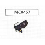 Day flying moths sp. China, Shandong, Qingdao.1Pcs. MC0457.