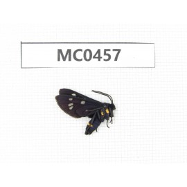 Day flying moths sp. China, Shandong, Qingdao.1Pcs. MC0457.