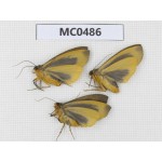 Arctiidae sp. China, Tibet, Xigaze, Dingjie county. 3Pcs. MC0486.
