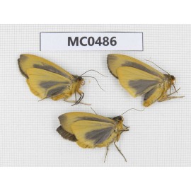Arctiidae sp. China, Tibet, Xigaze, Dingjie county. 3Pcs. MC0486.
