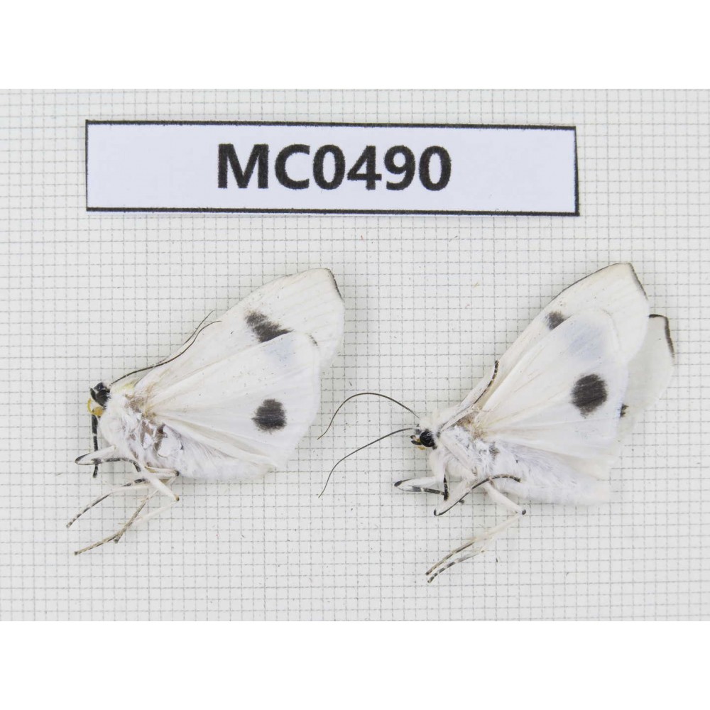 Arctiidae sp. China, Tibet, Xigaze, Dingjie county, Chentang. 2Pcs. MC0490.