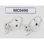 Arctiidae sp. China, Tibet, Xigaze, Dingjie county, Chentang. 2Pcs. MC0490.