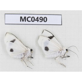 Arctiidae sp. China, Tibet, Xigaze, Dingjie county, Chentang. 2Pcs. MC0490.