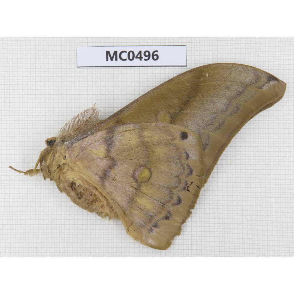 Saturniidae sp. China, Yunnan, Nujiang valley, N of Mt.Nushan.1M. MC0496.