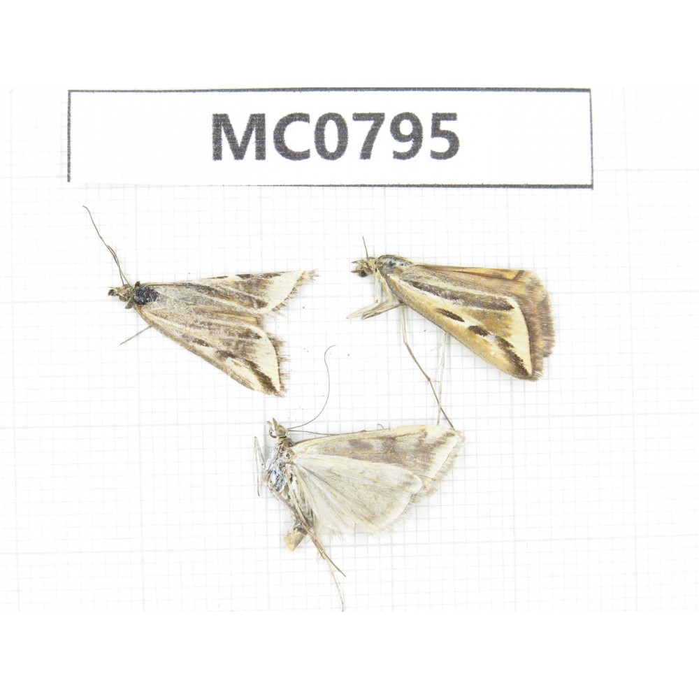 Moths sp. China, Tibet, Xigaze, Saga county. 3Pcs. MC0795.